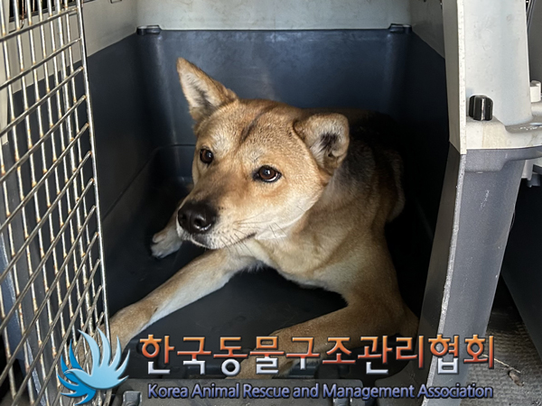 한국동물구조관리협회_411306202300261