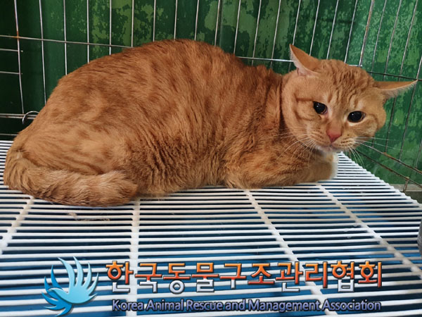 한국동물구조관리협회_411315202300278