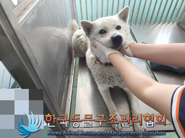 종료(반환) 믹스견…