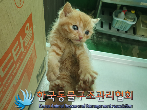 한국동물구조관리협회_411305202300143