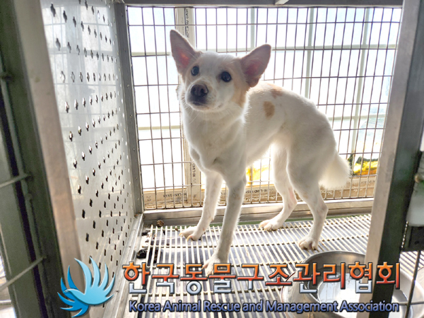 한국동물구조관리협회_411305202300142