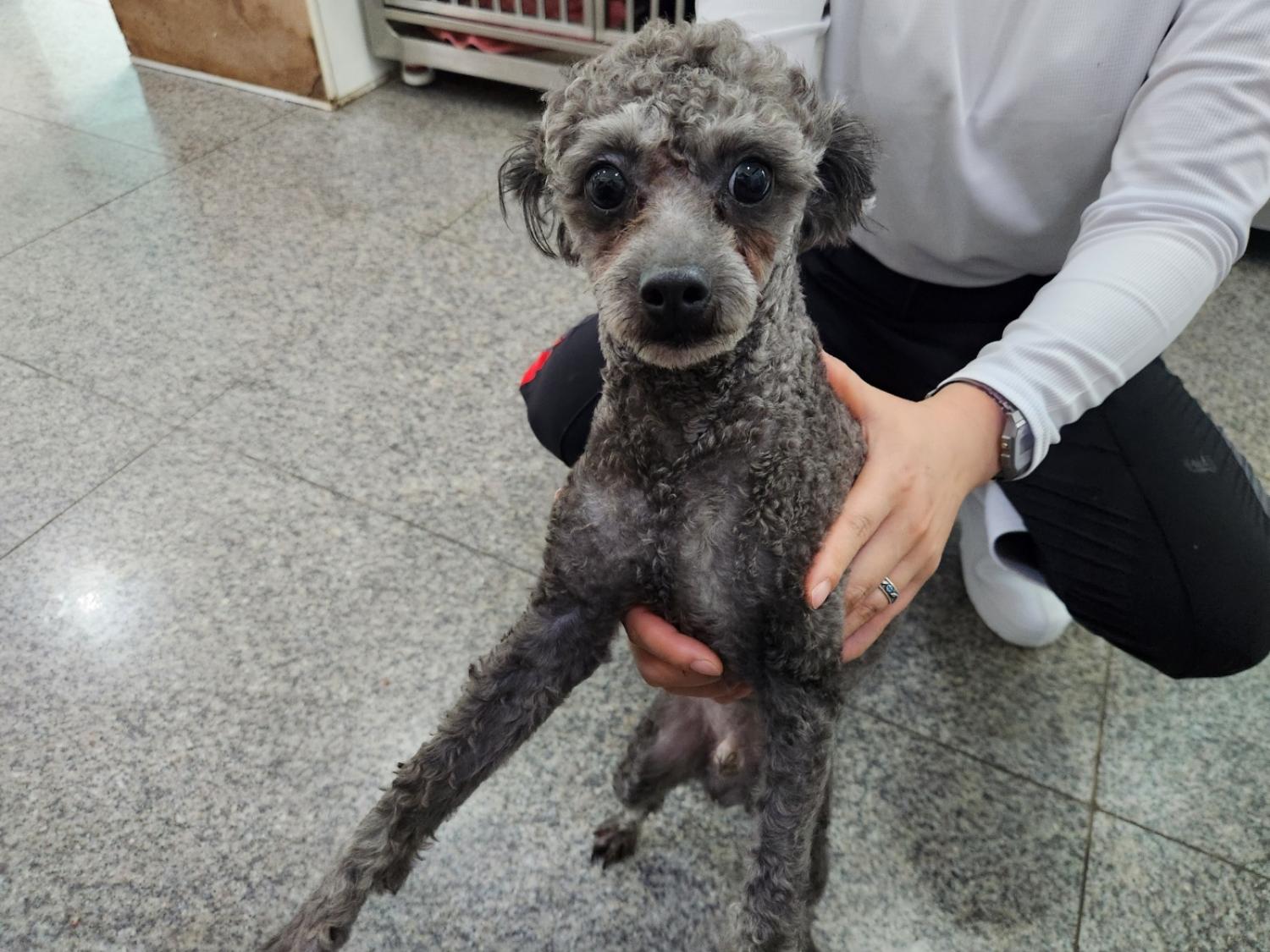 광주 동물보호소_429363202300230