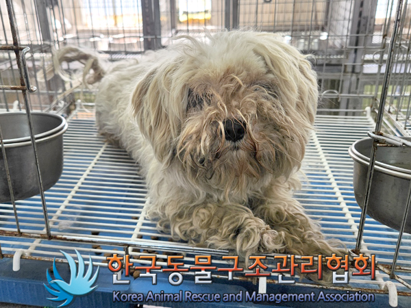 한국동물구조관리협회_441406202300475