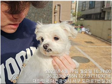 종료(반환) 말티즈…
