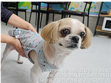 대전동물보호센터_430366202300179