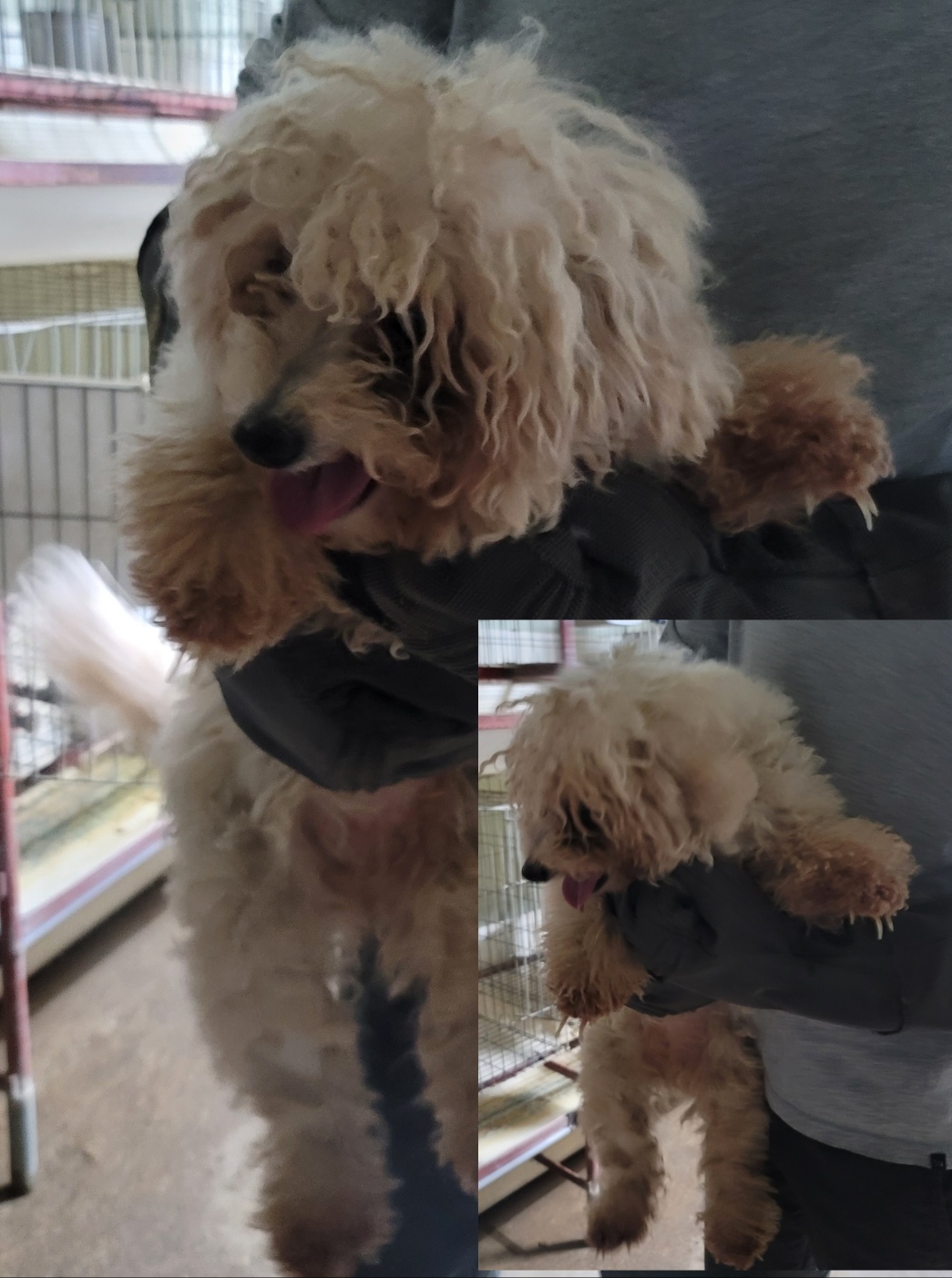 평택시유기동물보호소_441391202300927