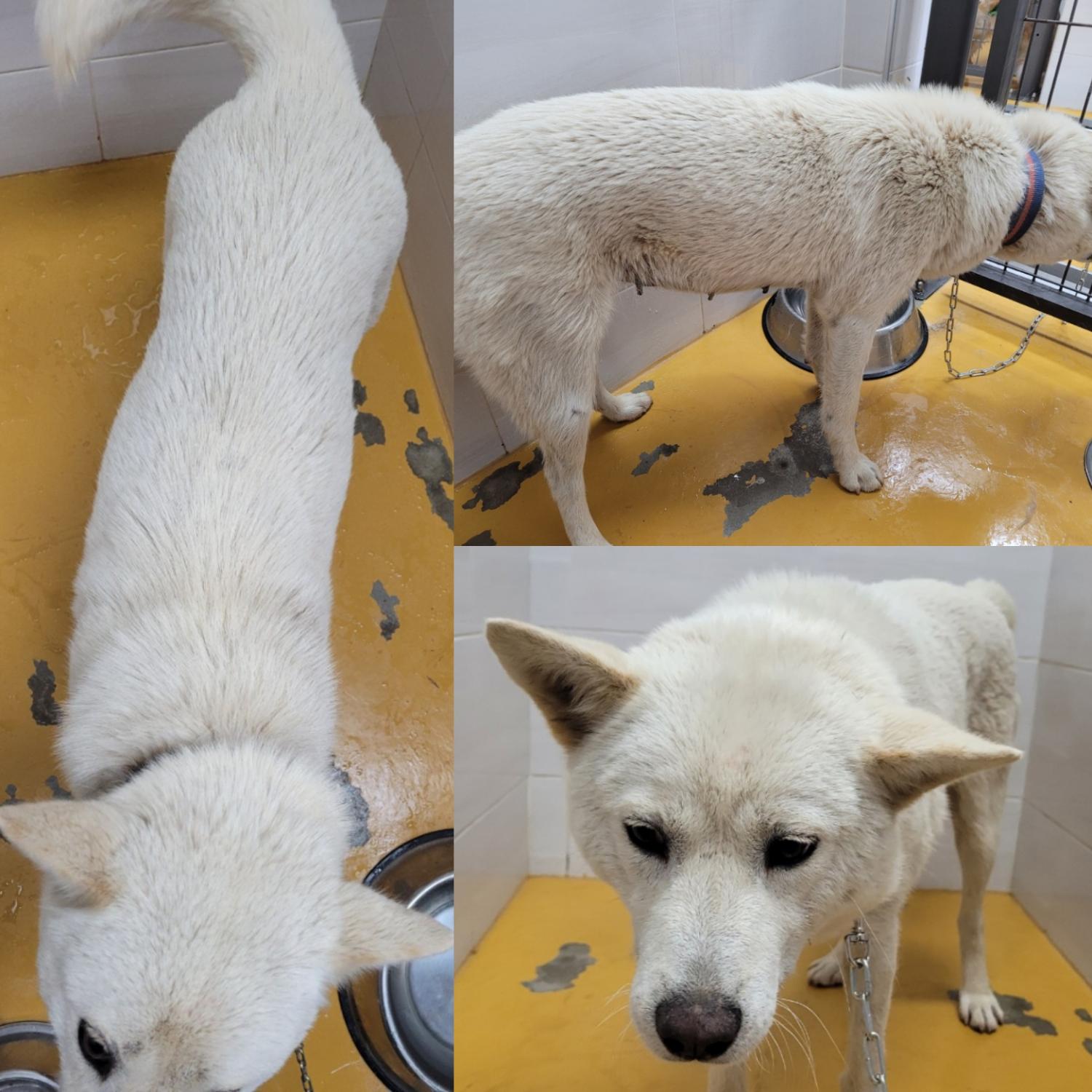 논산시 동물보호센터_444454202300150