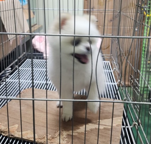 진해유기동물보호소_448532202300364