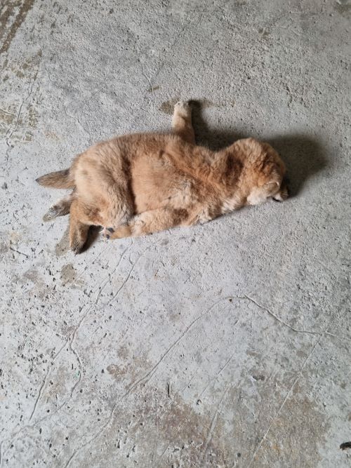 부안군 동물보호센터_445479202300189