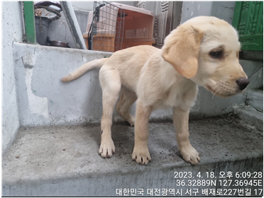 대전동물보호센터_430366202300180