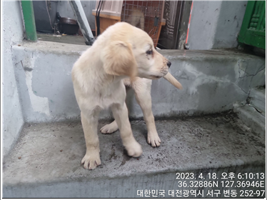 대전동물보호센터_430366202300181