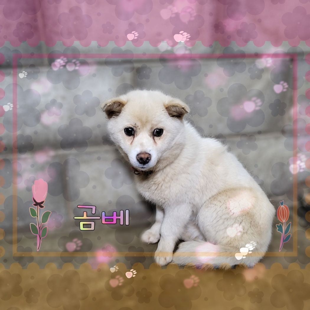 군산유기동물보호센터_445467202300575