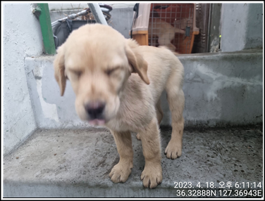 대전동물보호센터_430366202300182