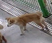 영천유기동물보호센터_447510202300085
