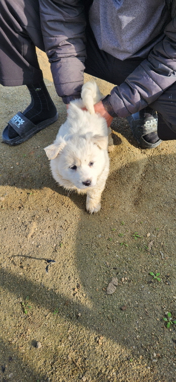 익산유기동물보호소_445468202300799