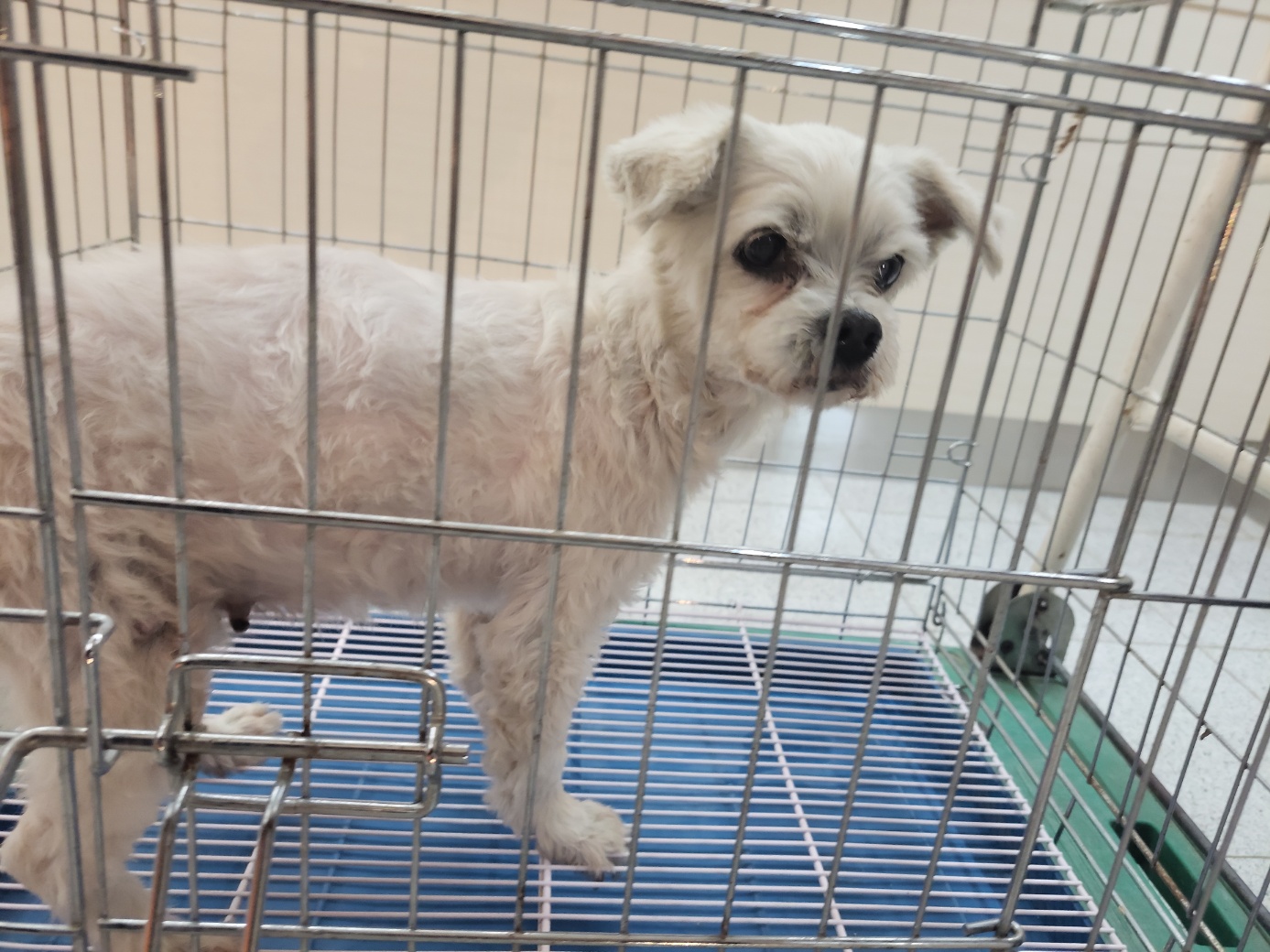 고양시동물보호센터_441394202300767