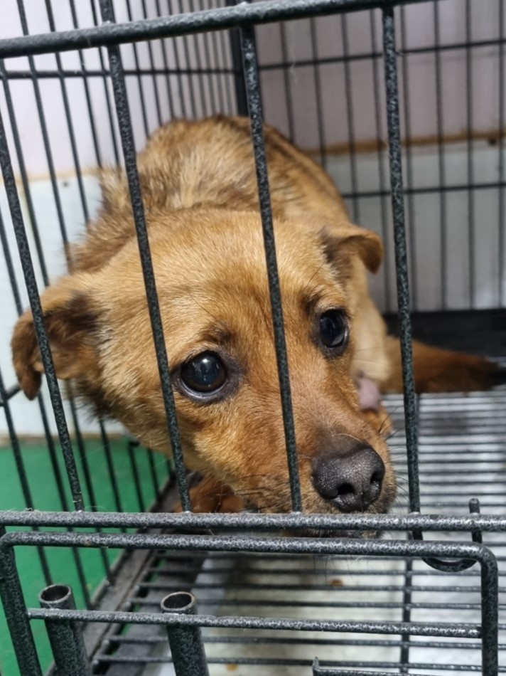 밀양시동물보호센터_448536202300829