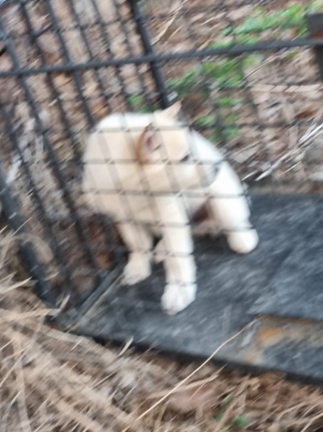 밀양시동물보호센터_448536202300825