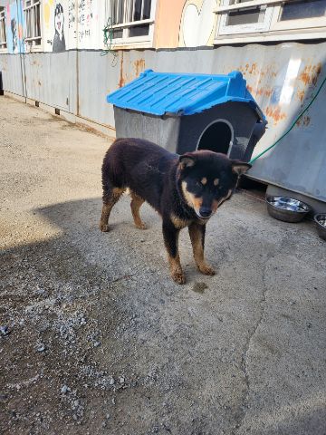 충주시동물보호센터_443439202300220