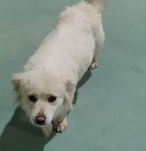 남부여동물병원_444457202300233