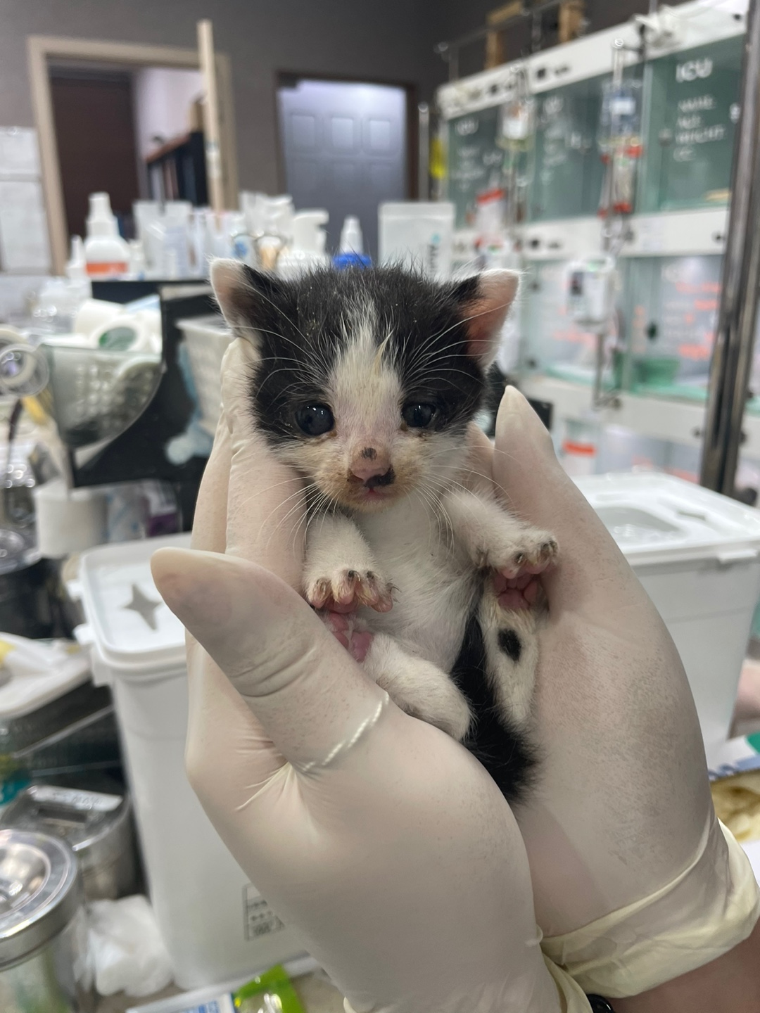 24시아이동물메디컬_441386202300344