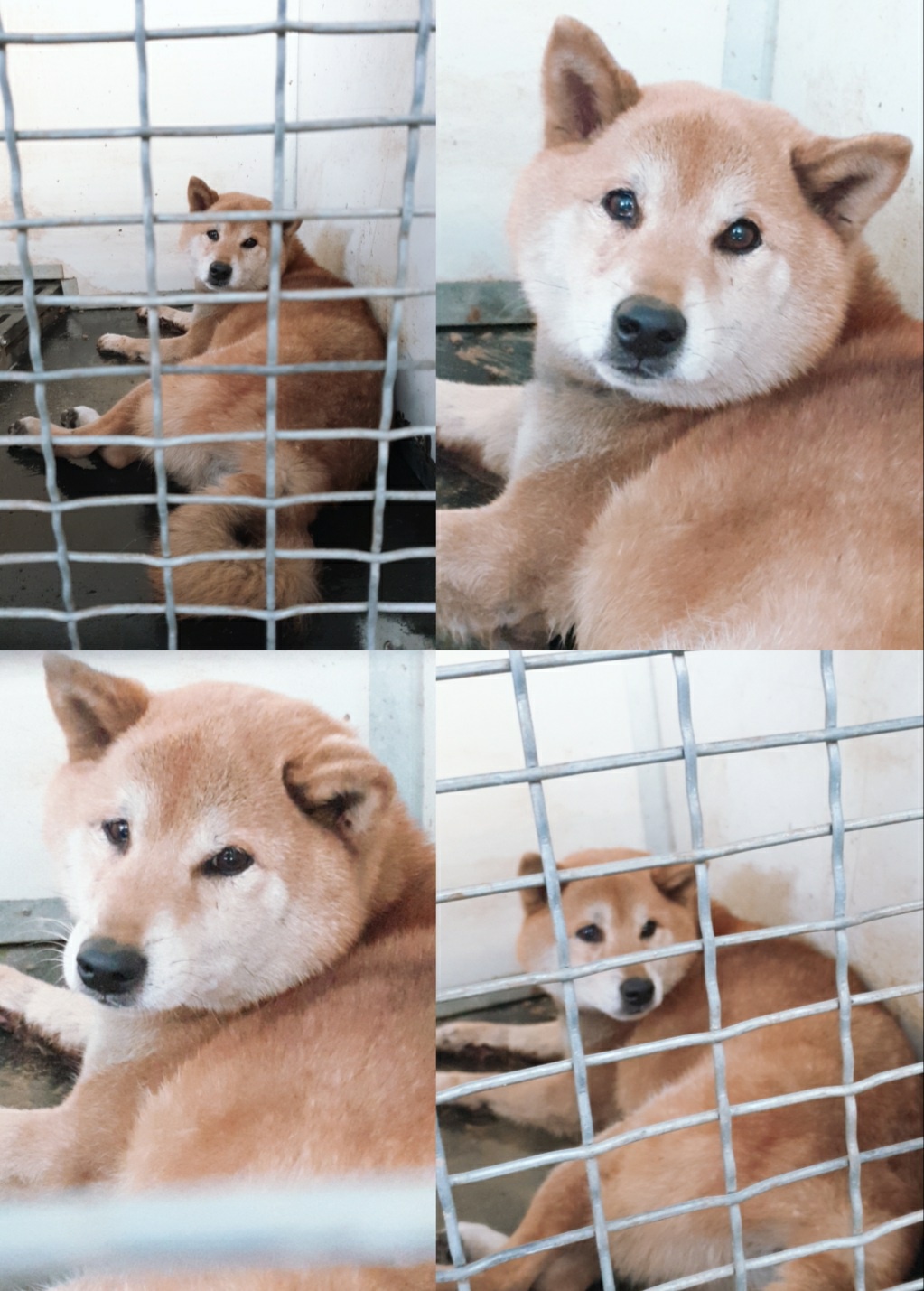남양동물보호센터_441553202301111