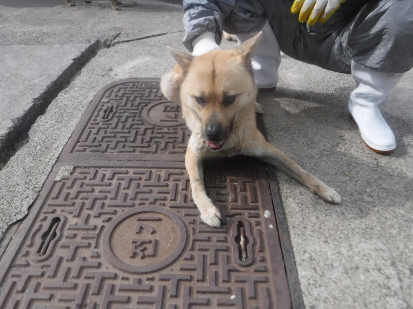 제주 동물보호센터_450650202301285