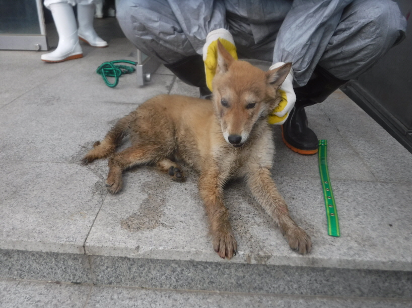 제주 동물보호센터_450650202301290