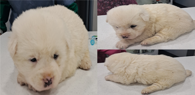 서산시 동물보호센터_444453202300275
