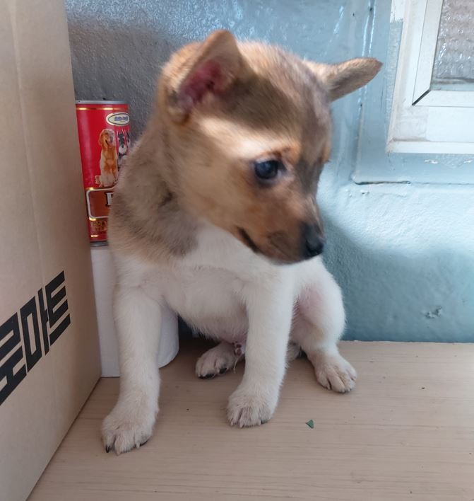 보령시유기동물보호소_444451202300369
