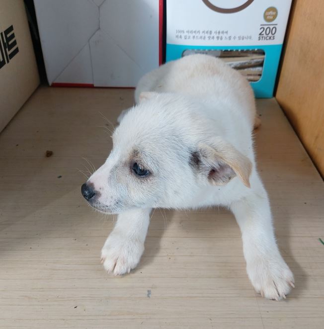 보령시유기동물보호소_444451202300372
