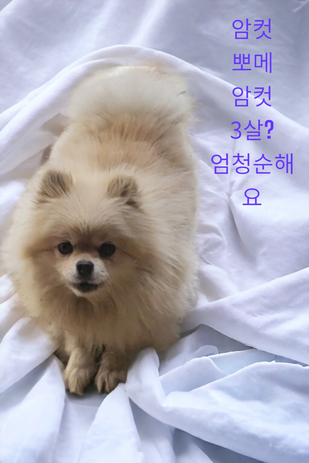 성주유기동물보호센터_447521202300146
