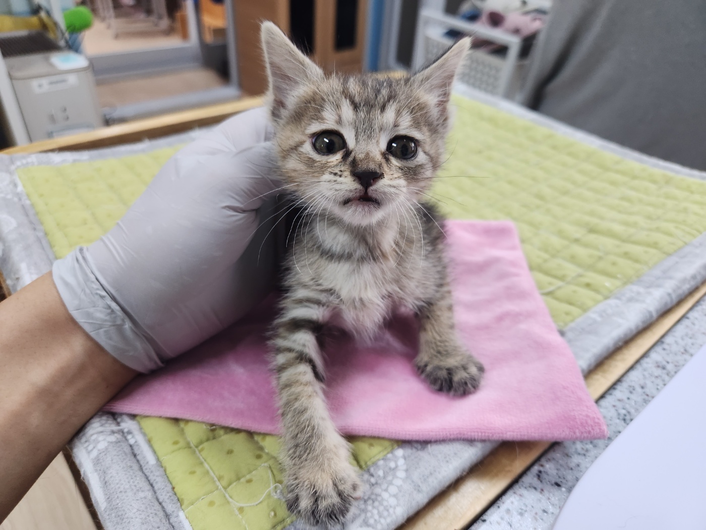 광주 동물보호소_429360202300281
