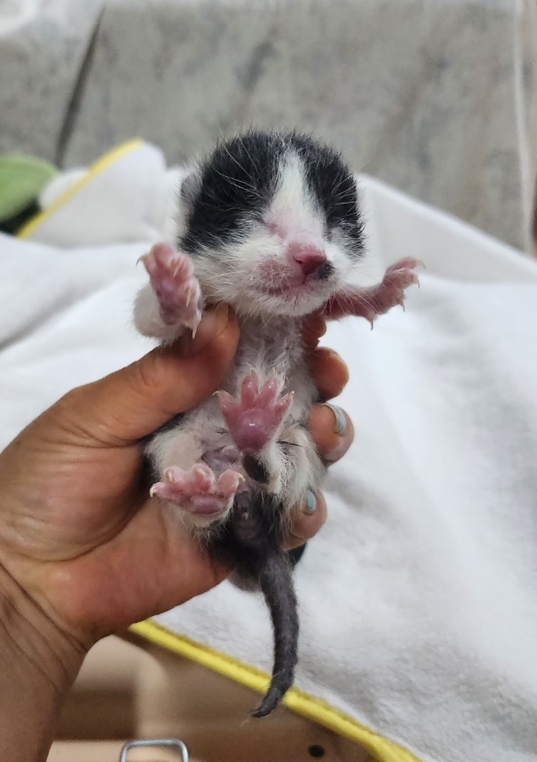 울산유기동물보호센터_431373202300384