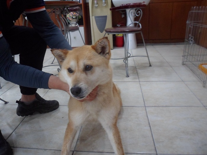 강현림동물병원_411314202300141