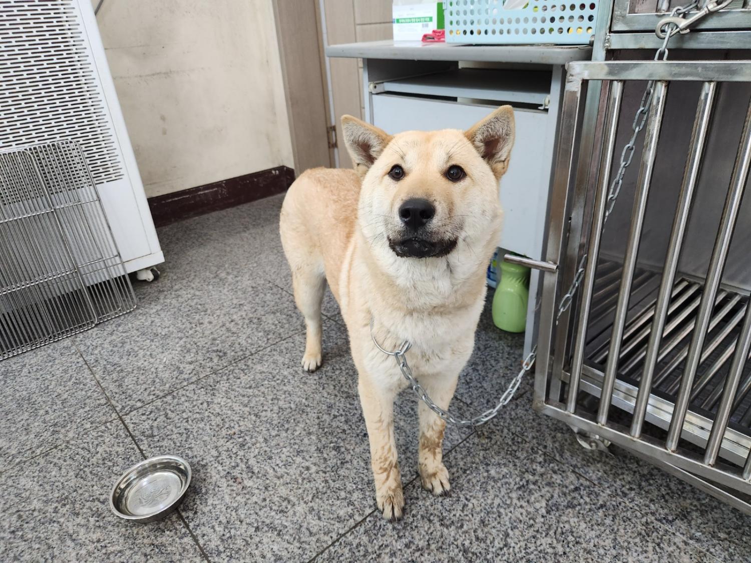광주 동물보호소_429363202300235
