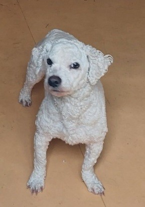 김천시 동물보호센터_447506202300115