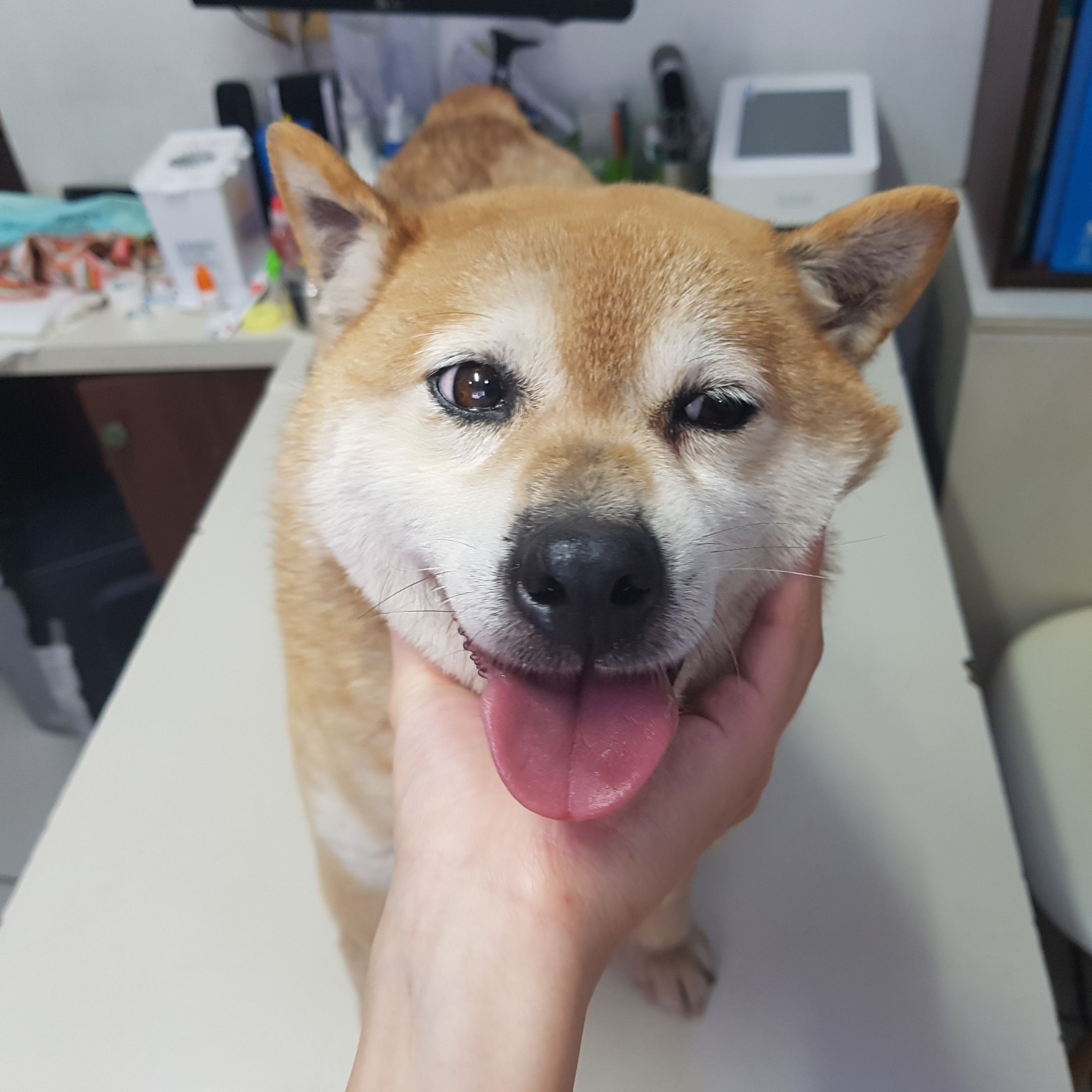늘푸른동물병원_445464202301603