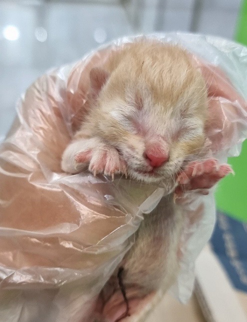 펫앤쉘터동물병원_441378202300559