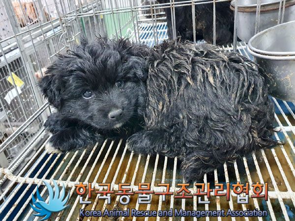 한국동물구조관리협회_441560202300342