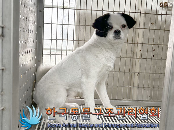 종료(반환) 믹스견…