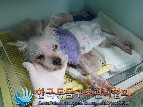 한국동물구조관리협회_441398202300123