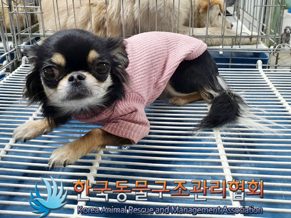 종료(반환) 치와와…