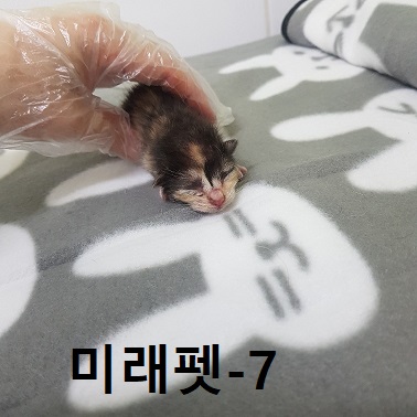 미래펫동물병원_431370202300239