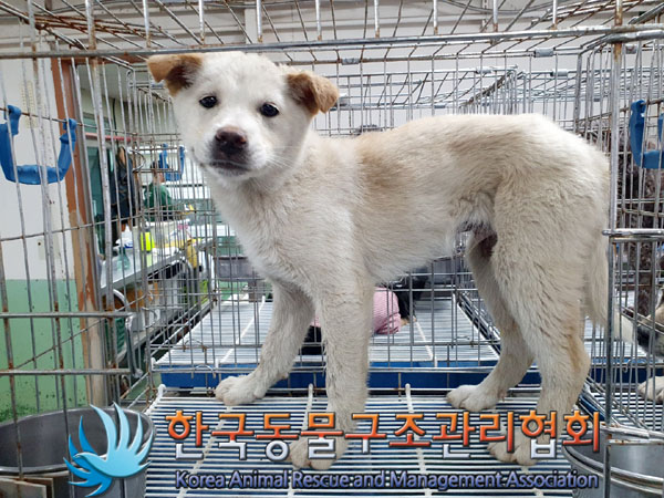한국동물구조관리협회_411310202300142