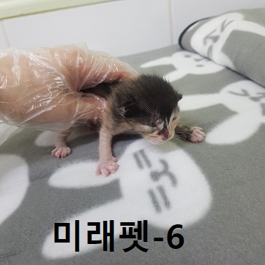 미래펫동물병원_431370202300238