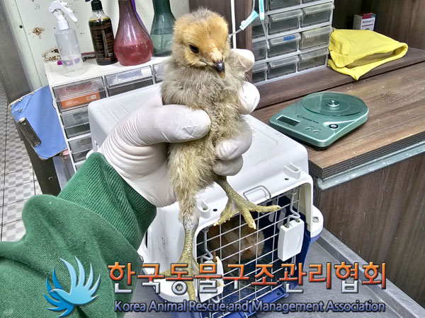 한국동물구조관리협회_411322202300255