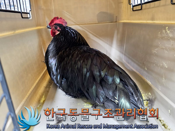 종료(안락사) 닭의…