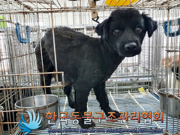 종료(안락사) 믹스…