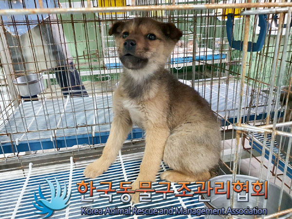 한국동물구조관리협회_411310202300145